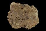 1.4" Ankylosaur Scute - Alberta (Disposition #000028-29) - #132105-2